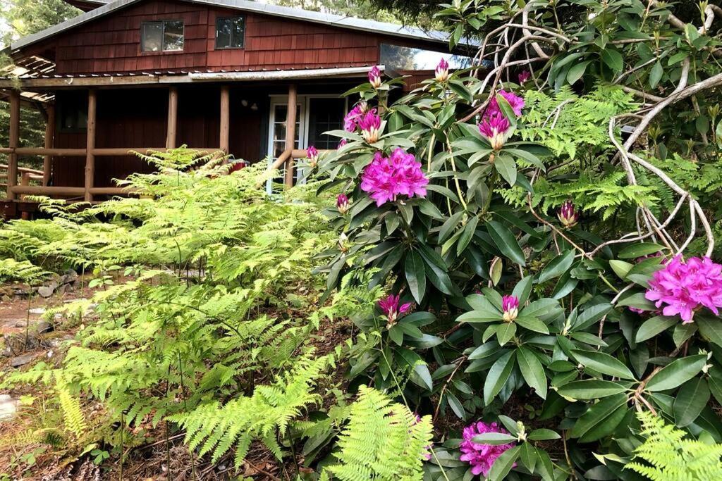 The Cabin In Packwood Extérieur photo